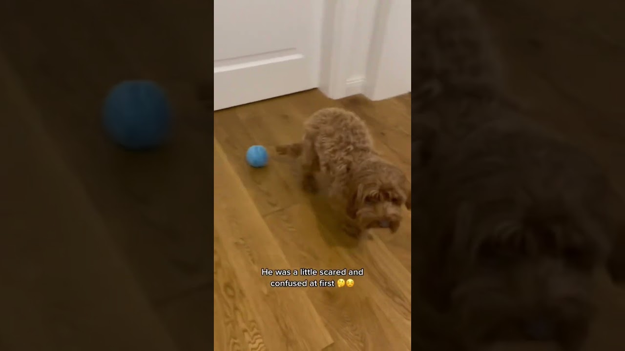 "Automatic rolling ball = endless fun for your pup 🎾🐶 #dogtoy #toy #dog #gadget #puppy #christmas