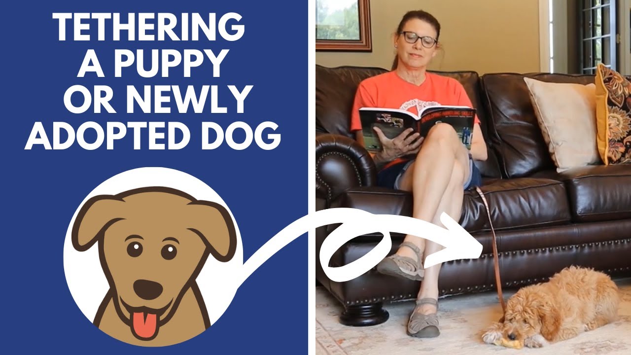 Trainer Tips: Tethering Your Puppy or New Dog